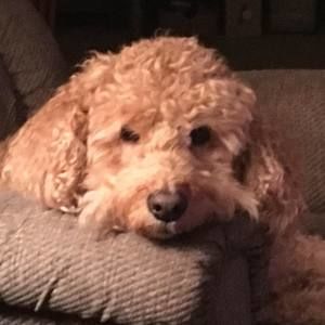 Meet your Posher, Madalyn